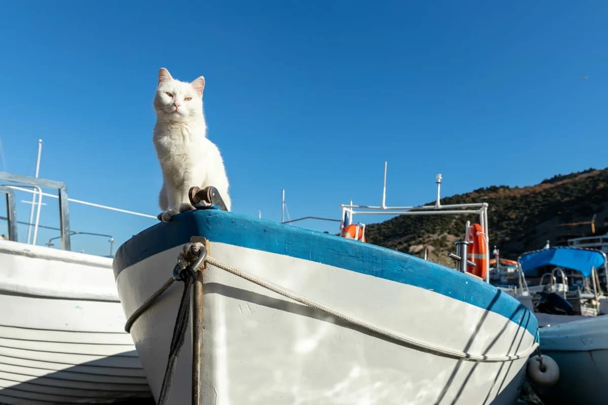 Peligros del verano para gatos: golpe de calor, parásitos y picaduras