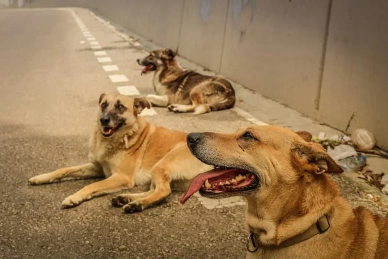 כלקידה: סרטון קורע לב של כלבים שנמלטים משריפת יער