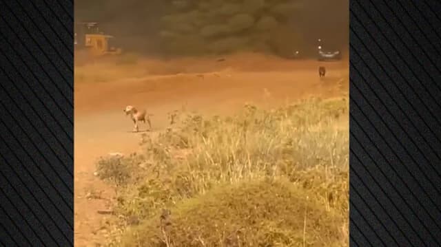 שריפה באוויה: מאבק להצלת מכלאת הכלבים של כלקידה