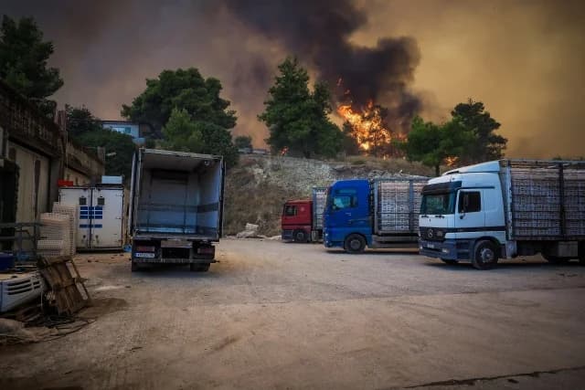 Evia: Miles de animales muertos en el incendio de Afrati