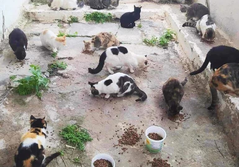 塞浦路斯流浪猫喂养问题引发紧张局势——警方不作为指控