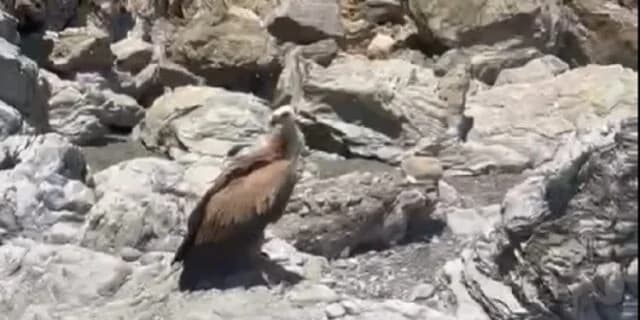 Gänsegeier hilflos an Strand von Kreta gefunden