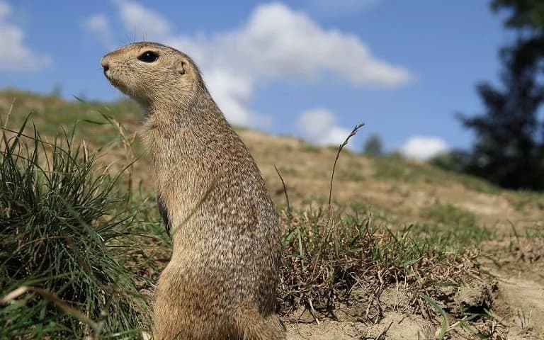 Салоники: кошка уничтожила колонию находящихся под угрозой исчезновения сусликов в Университете Аристотеля