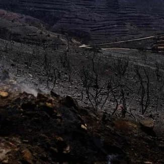 תוכניות משרד החקלאות לשיקום המגזר הראשוני לאחר השריפות