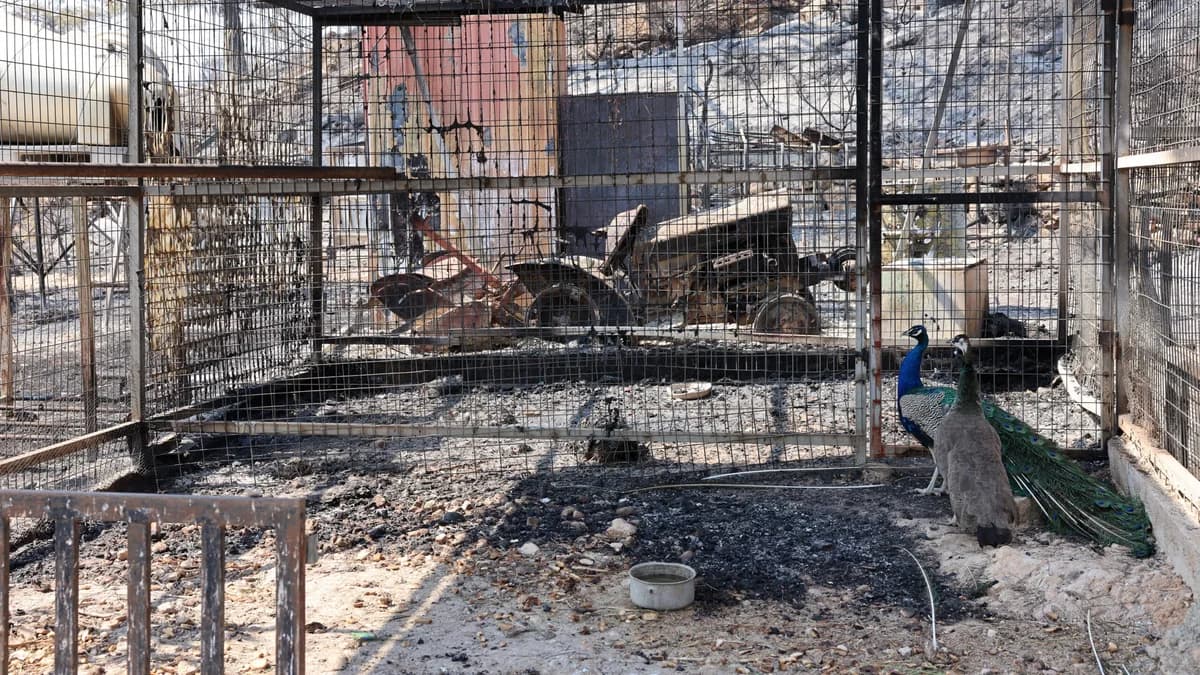 Ministry of Agriculture: Support Plans for Fire-Affected Farmers