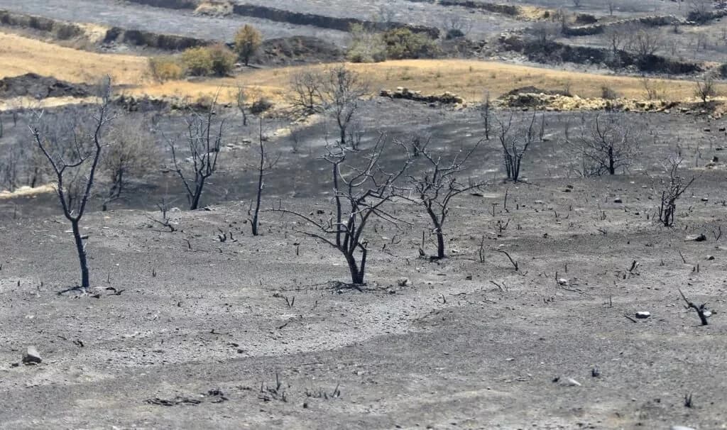 Chipre: 23 millones de euros para el sector primario afectado por incendios