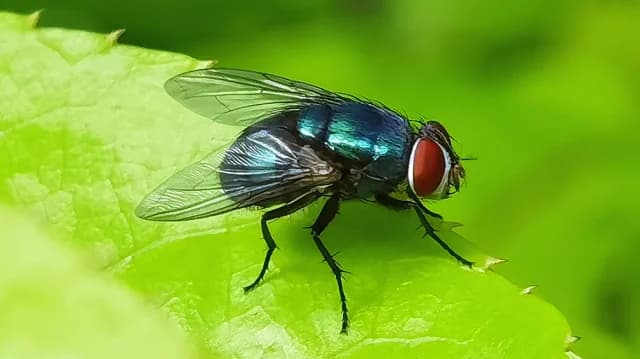 Fliegen natürlich abwehren: Die Methode mit dem Wasserbeutel und Münzen