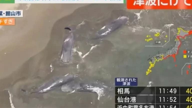 日本：俄罗斯地震后鲸鱼被冲上岸