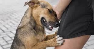 Complaints about animals left in heat and cold in Cyprus