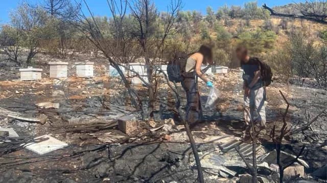 Υμηττός: Αδήλωτα μελίσσια προκάλεσαν την καταστροφική πυρκαγιά
