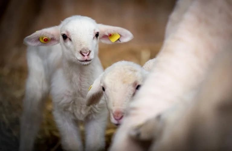 Schafpocken-Krise: Tausende Todesfälle und Aufgabe von Farmen