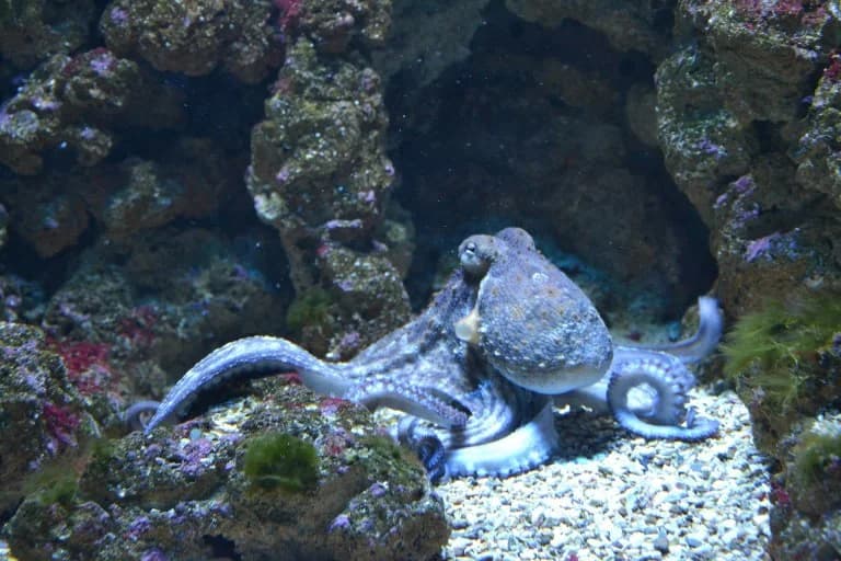 USA: Octopus Attacks 6-Year-Old Boy at Texas Aquarium