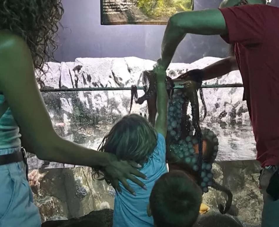 Texas: Oktopus greift 6-Jährigen im Aquarium an