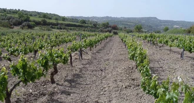 Αμπελώνες ως ανάχωμα στις πυρκαγιές: Μαθήματα από Κύπρο και Μεσόγειο