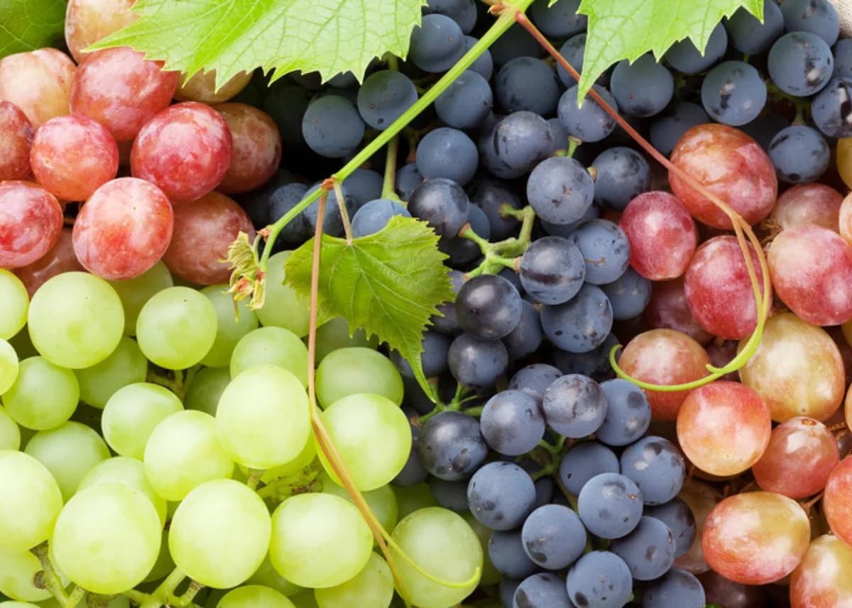 Uvas: Un superalimento que podrías estar ignorando
