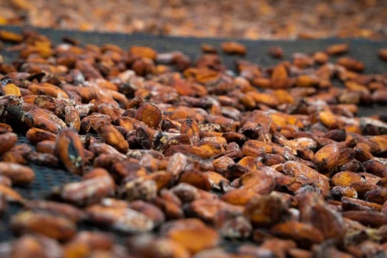Cocoa Cartel: Smuggling Surge and Economic Impact