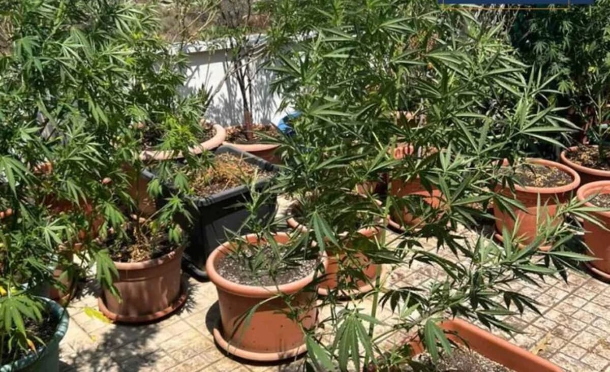 Larnaka: Älteres Paar kultivierte Cannabis auf dem Dach – 32 Pflanzen gefunden
