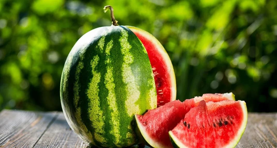 השם הרשמי של האבטיח: הידרופפון