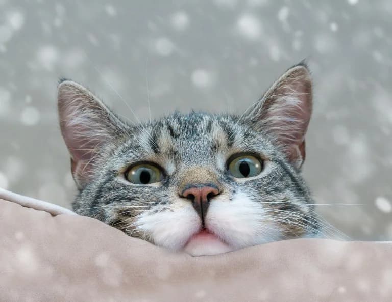 UK: International Cat Torture Ring Exposed by BBC