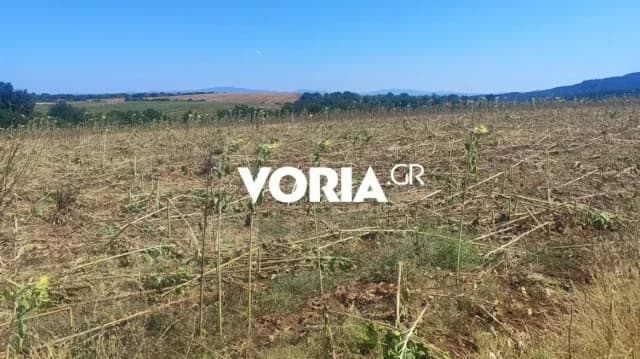 Дикие кабаны уничтожают посевы подсолнечника в Салониках