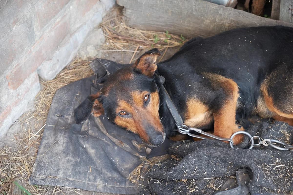 Limassol: Elderly Woman Guilty of Animal Abuse