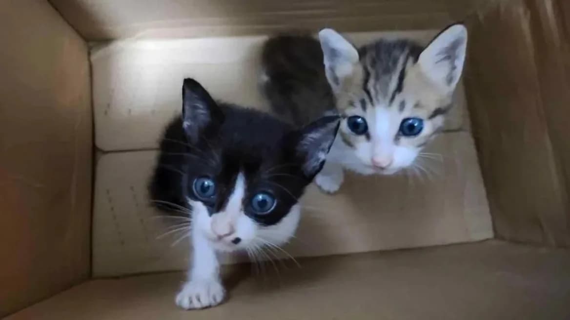 Descubierto un círculo internacional de tortura de gatos: Adopciones para el abuso