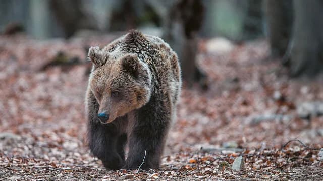 Florina: Vehículo atropella y mata a un oso