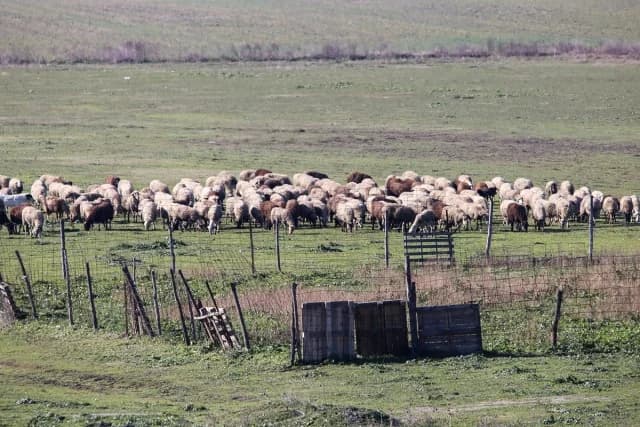 תמיכה של 63 מיליון אירו למגדלי בקר עקב זואונוזות