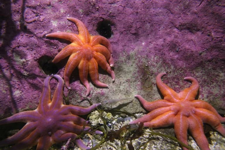 Scientists Solve Mystery Behind Death of Billions of Starfish