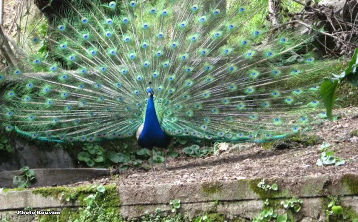 Plumas de pavo real: Cómo generan luz láser