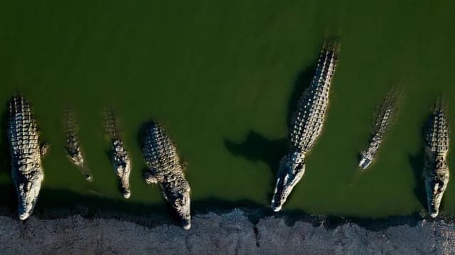 Israeli Authorities Kill Crocodiles on West Bank Farm