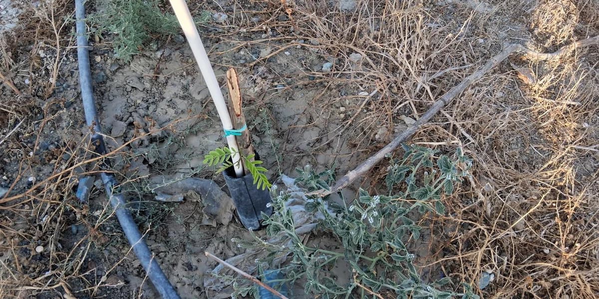 Βανδαλισμός δέντρων κοντά σε σχολείο στη Λάρνακα: Έκκληση για σεβασμό