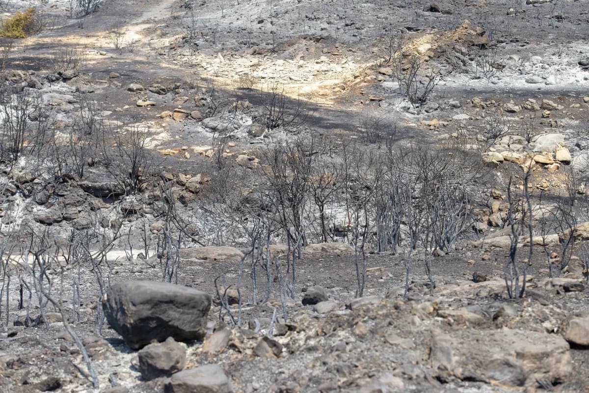 ATF-Experten treffen zur Untersuchung des Waldbrands in Limassol ein