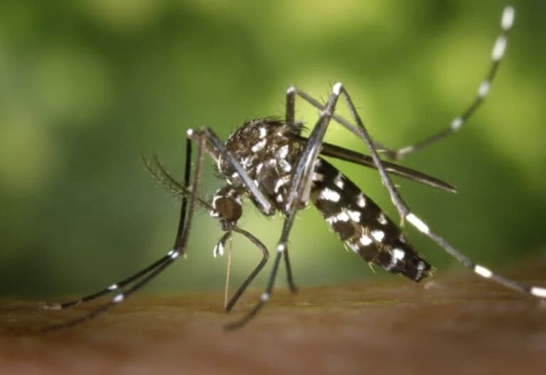 Chikungunya: Risk of Virus Outbreak in Cyprus