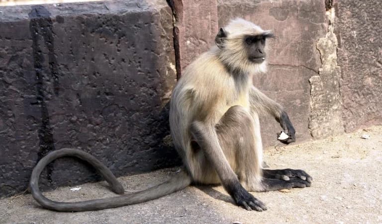 Feminismo Darwiniano: Desmintiendo el Mito de la Pasividad Sexual Femenina