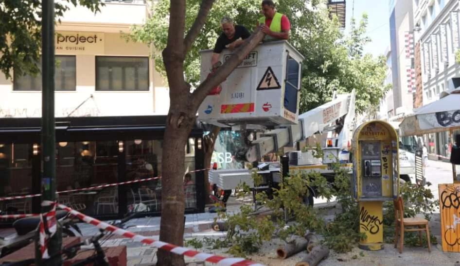 עץ נפל ברחוב ארמו עקב רוחות חזקות