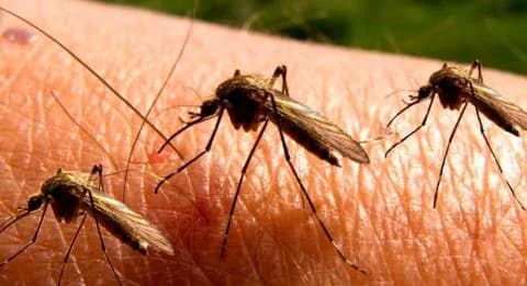 Karagiannis: Geringes Risiko für Chikungunya in Zypern