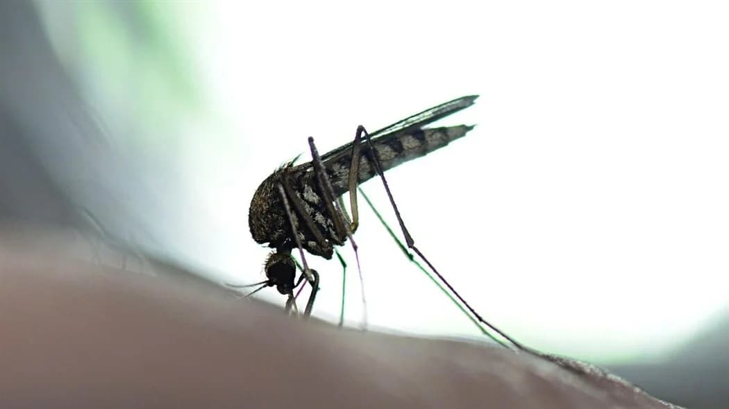 Ministry of Health: No Chikungunya Cases Recorded in Cyprus – Protection Recommendations