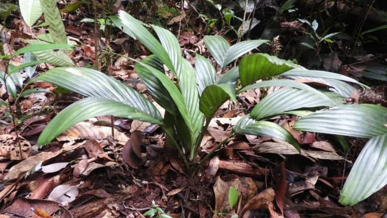Florecimiento Subterráneo: Plantas que Florecen Bajo la Superficie
