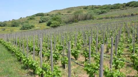 Feuer in Limassol: Weinberge betroffen, aber nicht zerstört – Neuer Unterstützungsplan in Vorbereitung