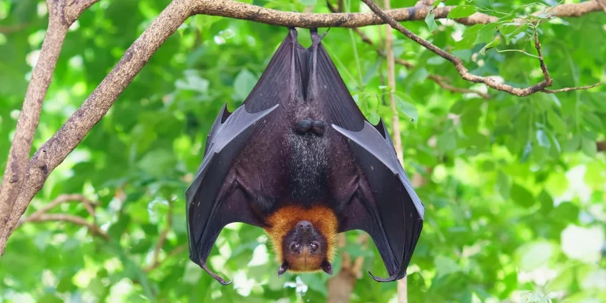 American Woman Receives Eight Rabies Shots After Bat Encounter