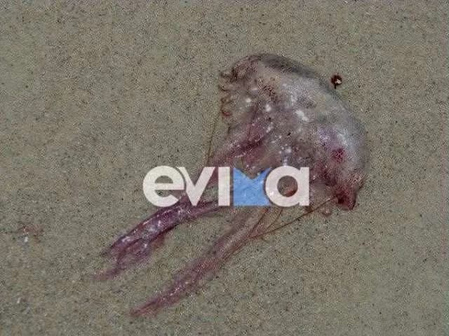 Evia: Violette Quallen an Stränden - Was tun bei einem Stich?