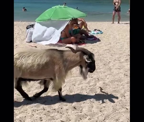 Syvota: Ziege 'fällt' in Strand auf der Suche nach Essen ein