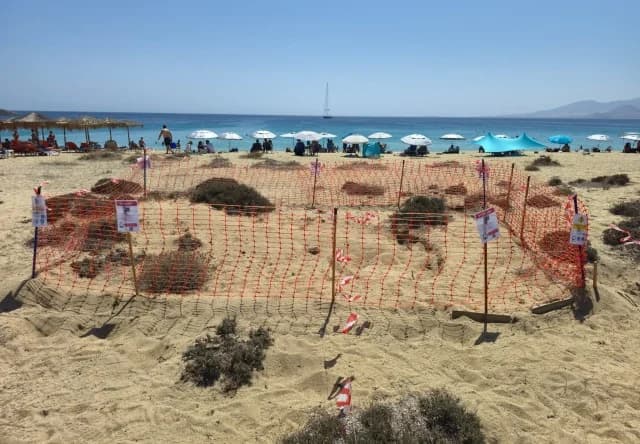 Encuentran Segundo Nido de Tortuga Marina en Naxos
