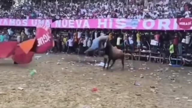 哥伦比亚：斗牛节发生致命事故