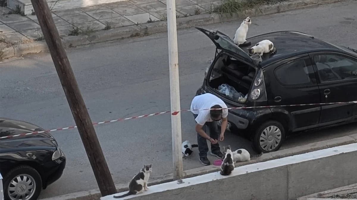 圣托里尼的“猫人”：一个关于关怀的故事