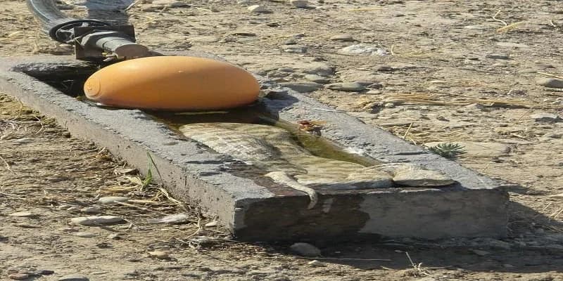 Οχιά βρέθηκε σε ποτίστρα στην Πάφο
