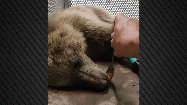 Arcturos: Optimismo por la osa Kirki tras un accidente de tráfico