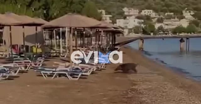 Wild Boar Takes a Swim at Evia Beach - Watch Video