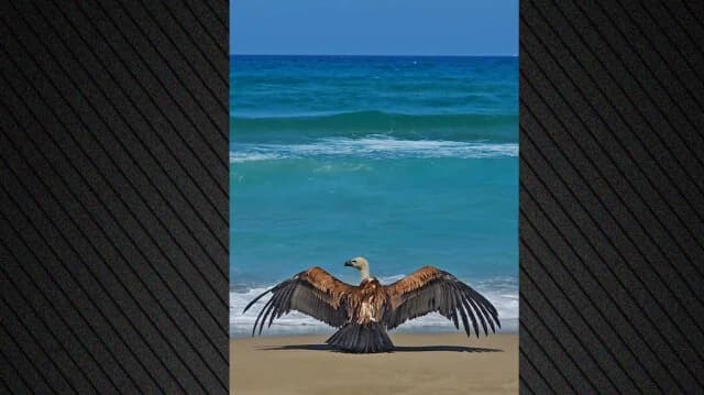 Kreta: Seltener Geier erschöpft am Strand von Chania gefunden